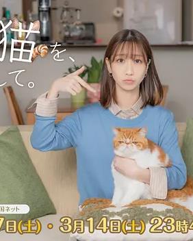 我收留了前男友的貓